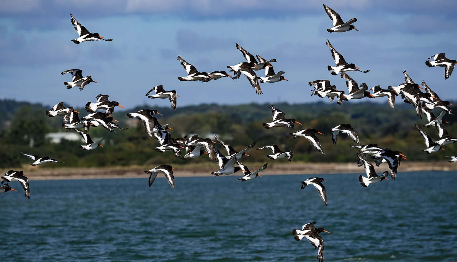 Oyster Catchers in flight at Hayling Island